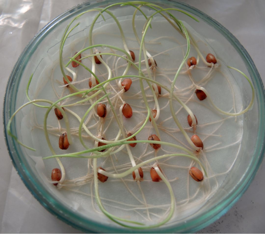 Сила протравителей