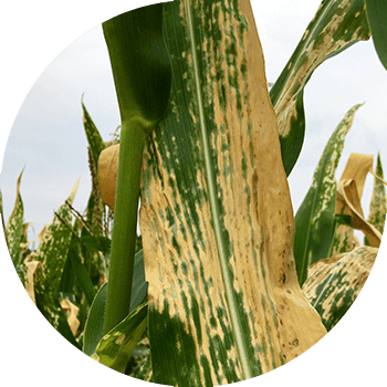 Гельминтоспориозная пятнистость листьев кукурузы (северный гельминтоспориоз)