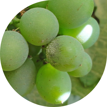 Оидиум винограда