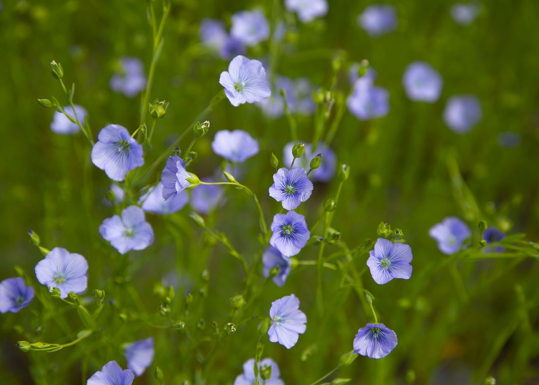 Расширение регистрации Колосаль Про 