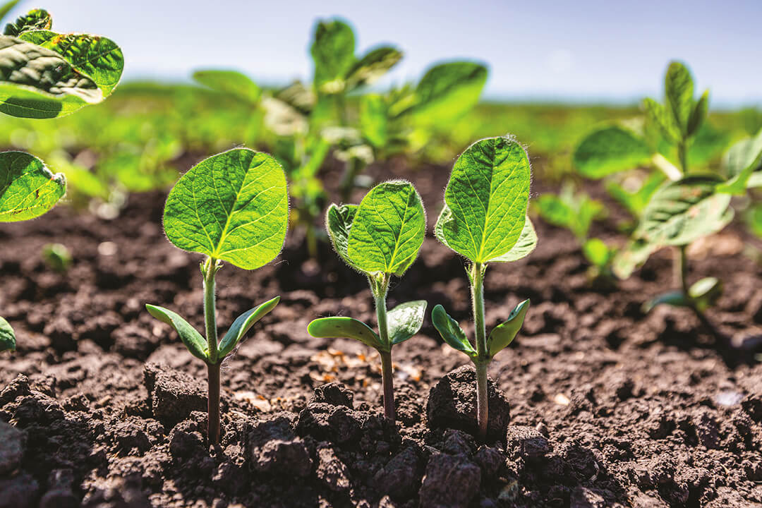 Новый гербицид на сою Нексус