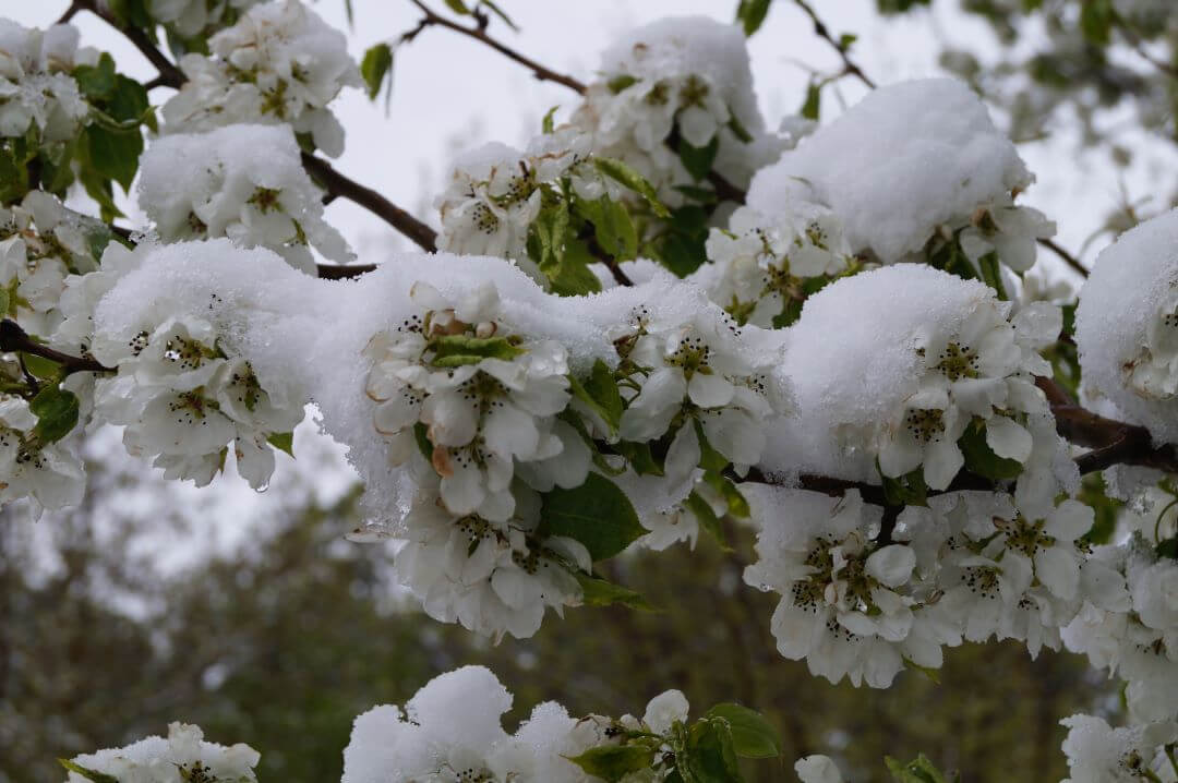«Люблю» мороз в начале мая: в РФ из-за погодных аномалий могут подорожать фрукты, овощи и зерновые 