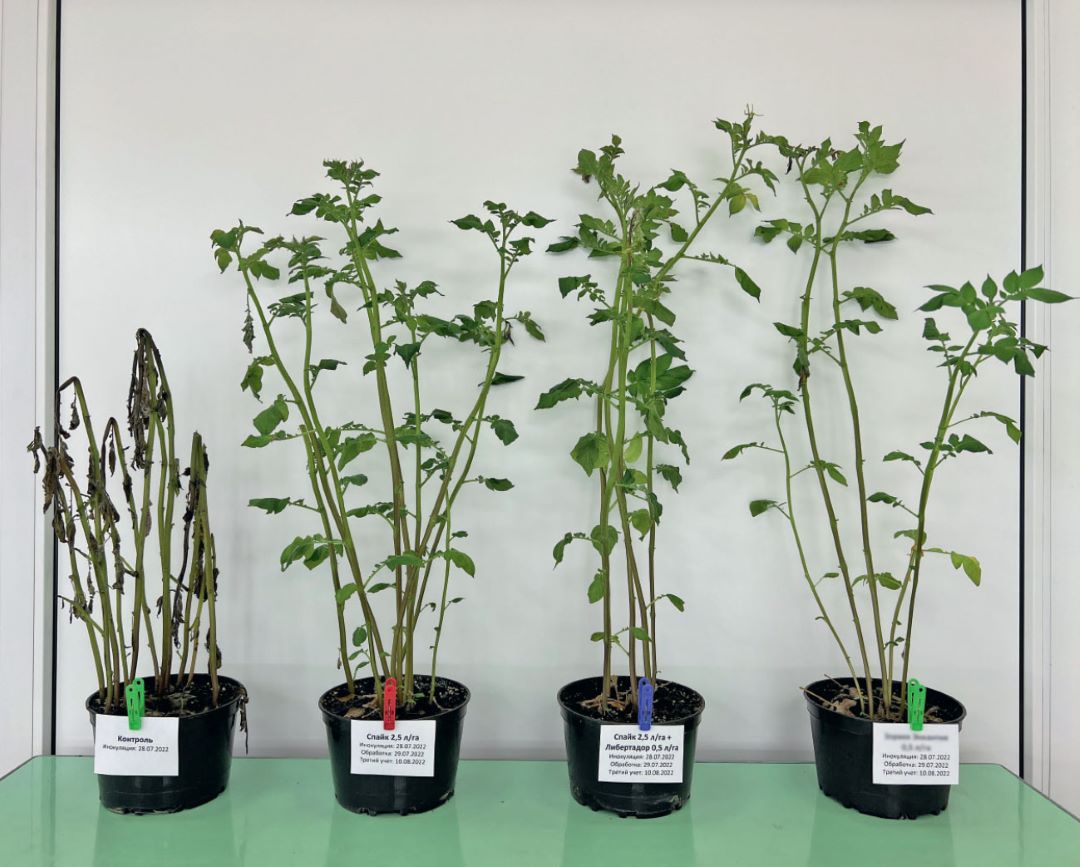 Фунгицид Спайк