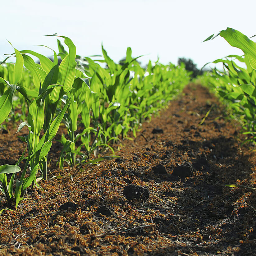 Фултайм®: обработал — и забыл. Зарегистрирован новый комбинированный препарат для защиты кукурузы от сорняков.