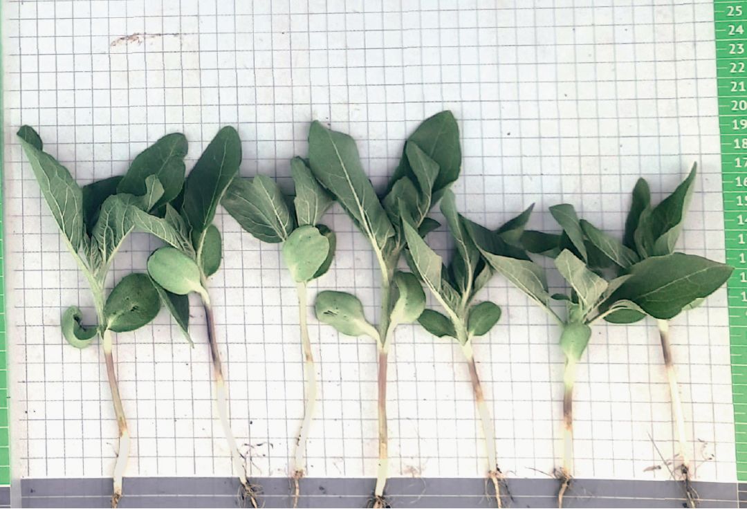 Российские семена подсолнечника