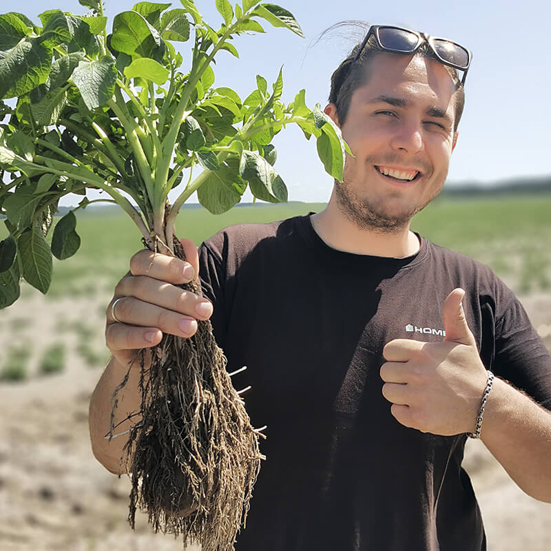 Дирижер картофельного поля