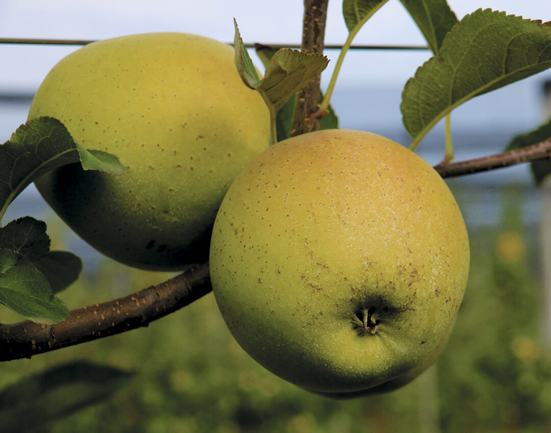 Суперинтенсивные яблоневые сады на&nbsp;Ставрополье