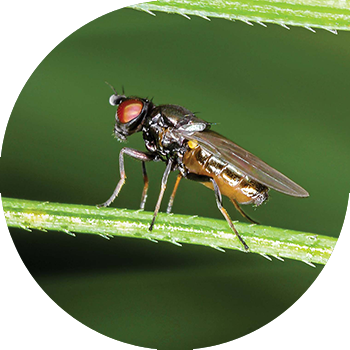 Шведские мухи  (овсяная шведская муха, ячменная шведская муха)