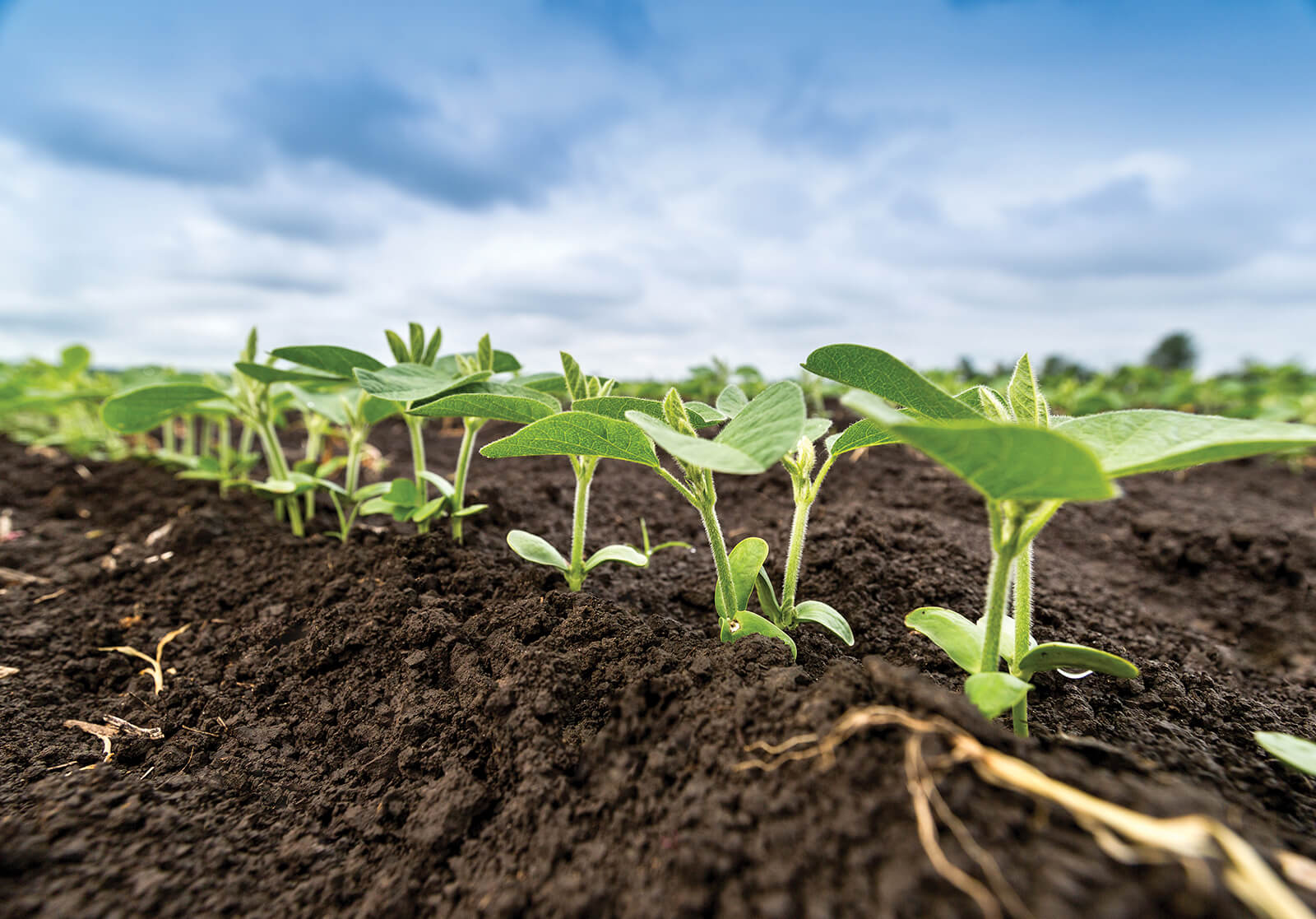Зарегистрирован новый для России гербицид Плектор!
