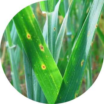 Желтая пятнистость (пиренофороз) пшеницы
