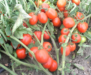 Вид семени томата. Нитевидность томатов. Мичуринский домашний томат.
