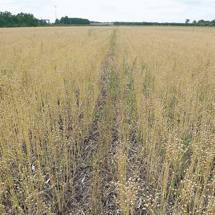 Лен масличный нуждается в защите