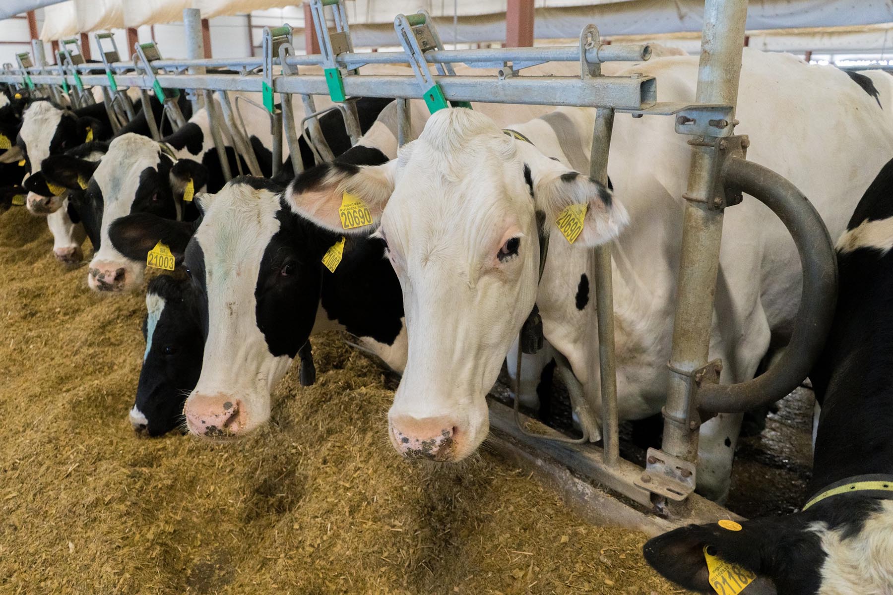 Молоку набили цену