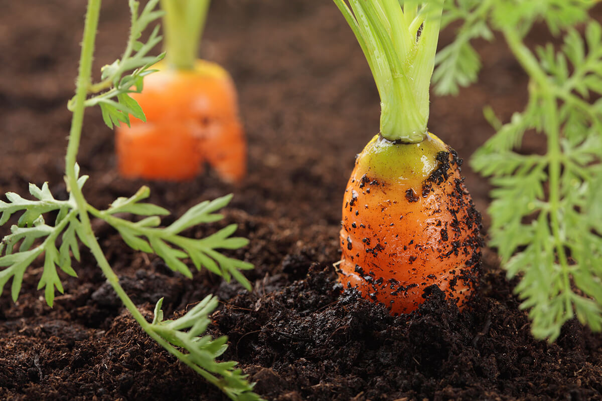 Защита моркови. Морковка выращивание в домашних условиях. Выращивание моркови в домашних условиях. Овощи которые можно вырастить.