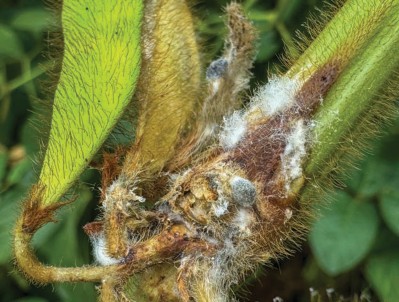 Угроза склеротиниоза