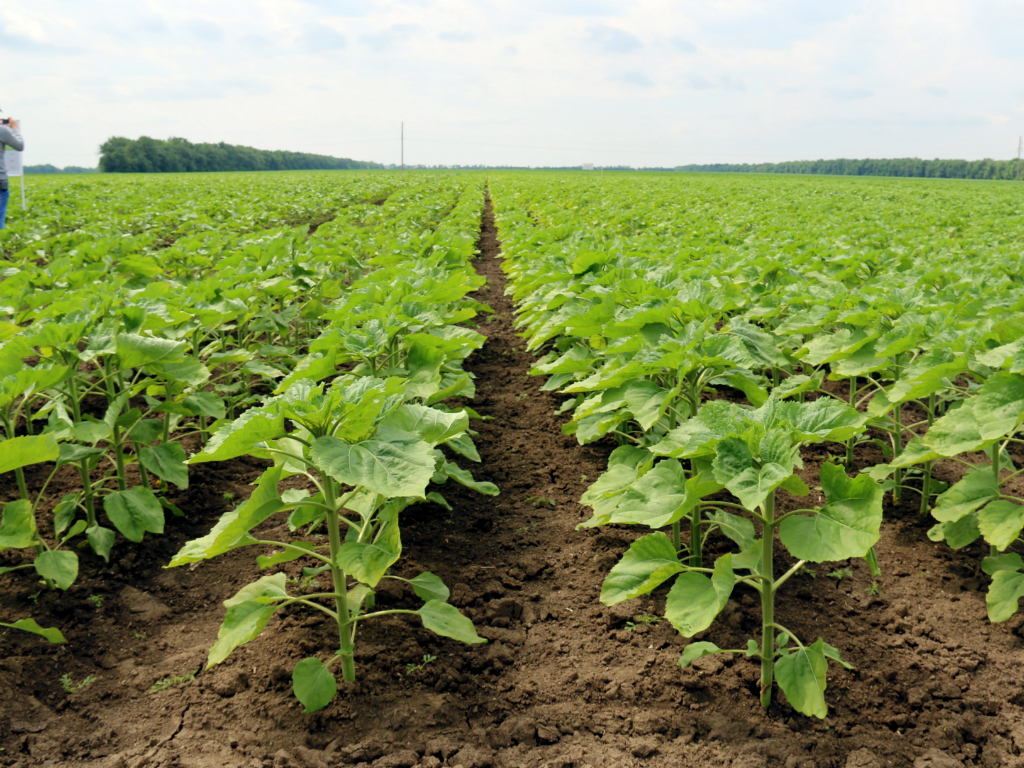 Новые схемы защиты подсолнечника