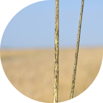 Стеблевая (линейная) ржавчина зерновых